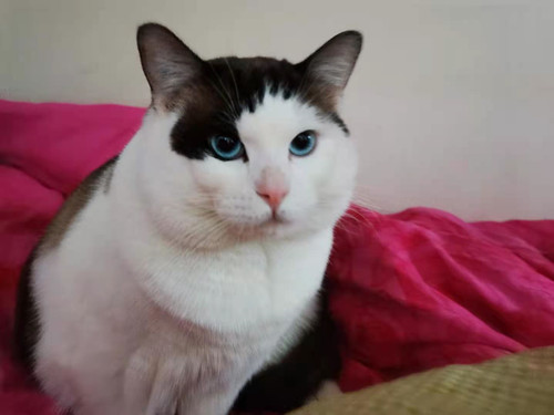 猫为什么会上火?怎么引起的?