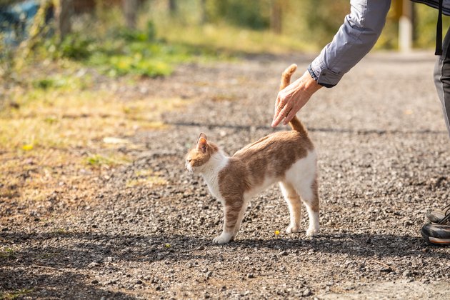 猫弓背什么意思？摸猫时猫为什么弓背？