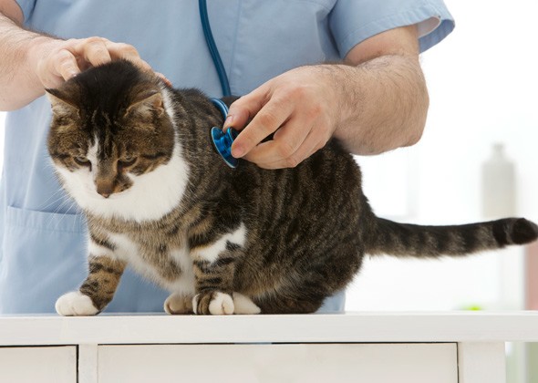 关于猫丝虫病的5个误解