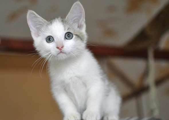 养猫须知：养猫的5个护理误区