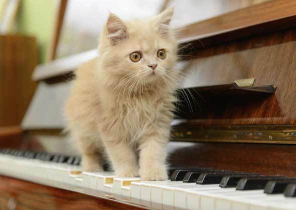 1000以内的猫哪些品种？