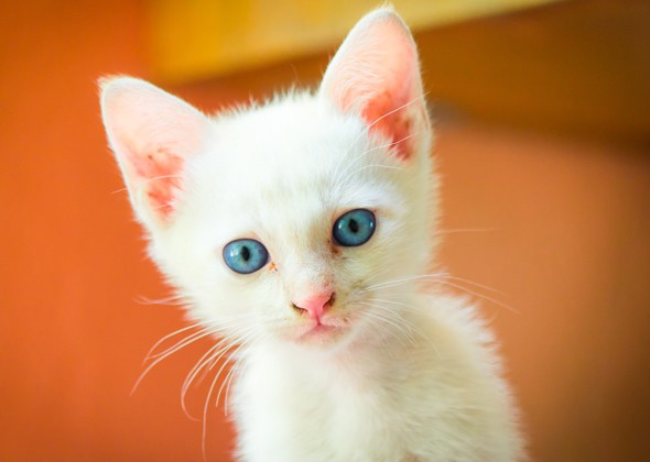 布偶猫与伯曼猫有什么区别