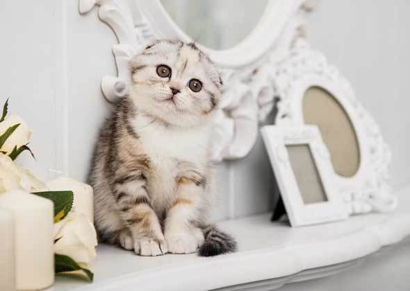 布偶猫重点色好还是双色好