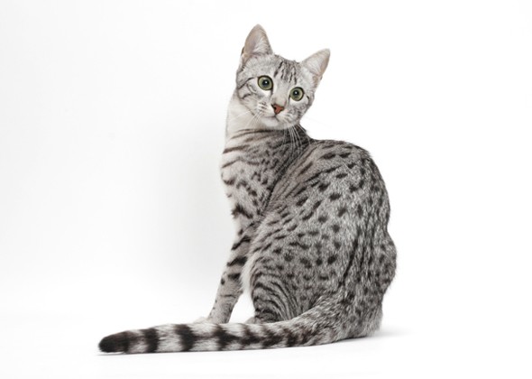 灰白相间的猫是什么品种和图片