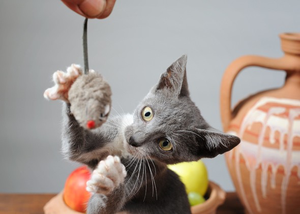 全身灰色的猫是什么品种和价格