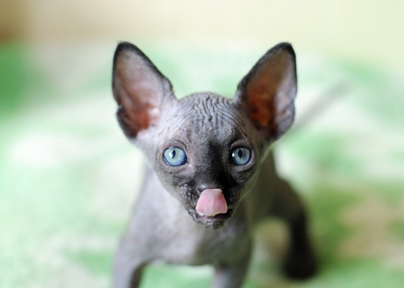 蓝色的猫是什么品种？什么价格？
