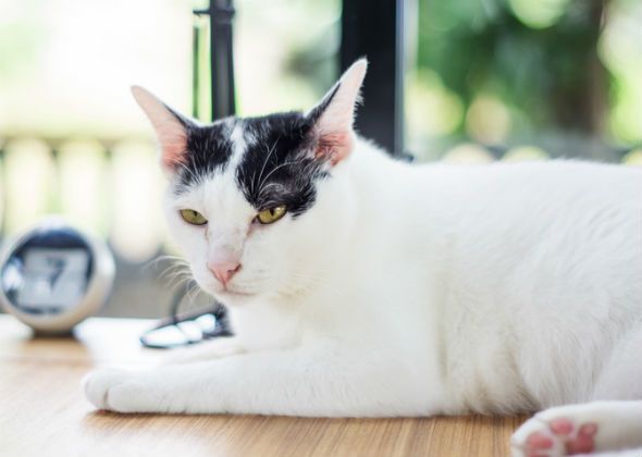 猫咪有什么品种？分别多少价位？