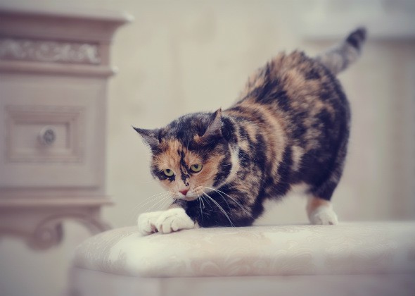 养一只加菲猫一个月要多少钱？