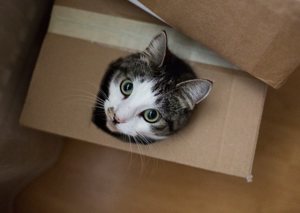 猫的几个奇怪行为，值得一看！