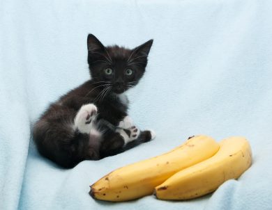 猫可以吃香蕉吗？