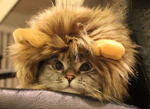 失去双耳的猫成为Instagram明星