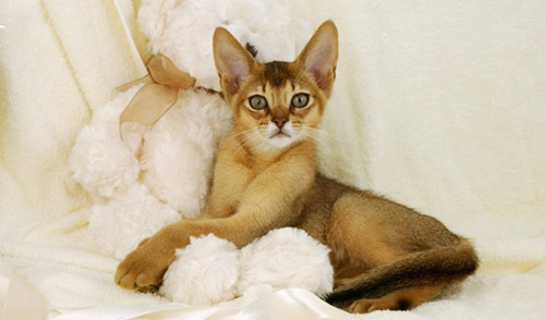 猫肾衰竭的症状有哪些？预防猫肾衰竭的小贴士
