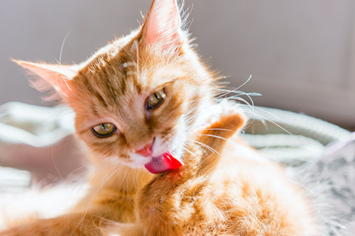 猫口腔炎的症状与治疗