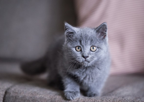 猫痤疮：猫也会长青春痘吗？