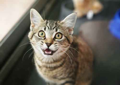 猫口臭是什么原因引起的？怎样去除？