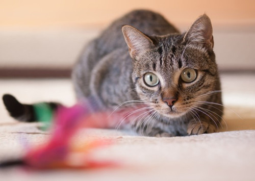怎么能让猫咪进猫包？