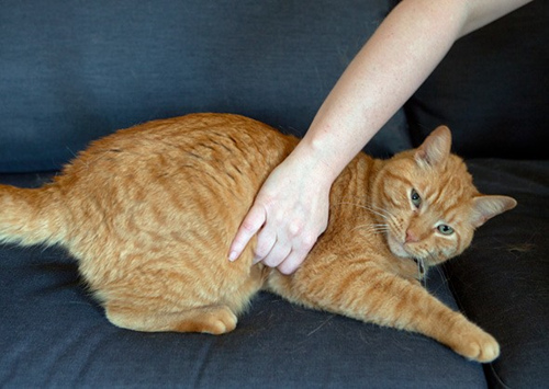 如何正确的给猫按摩？