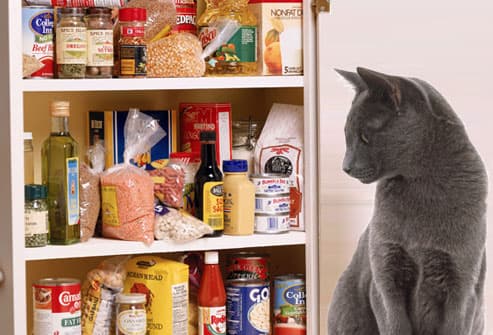 猫咪吃高热量食物好吗？