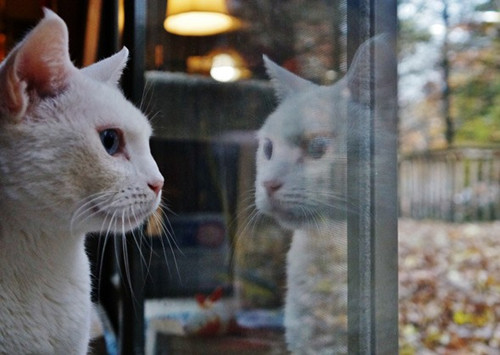 猫看到了什么？猫看到的世界和人一样吗？