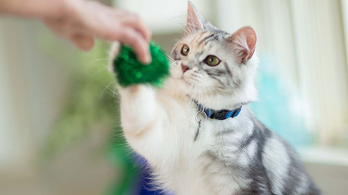 猫咪的坏毛病可能跟是主人一手造成的