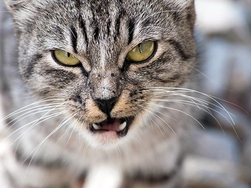 猫为什么吃老鼠？