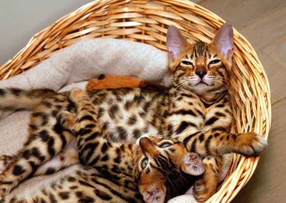 猫喵喵叫是什么意思？