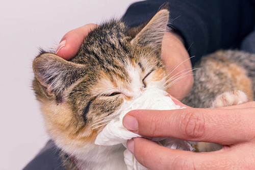 猫流鼻涕和打喷嚏可能是猫杯状病毒吗？