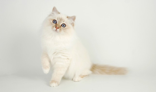 好看的长毛猫品种有哪些？