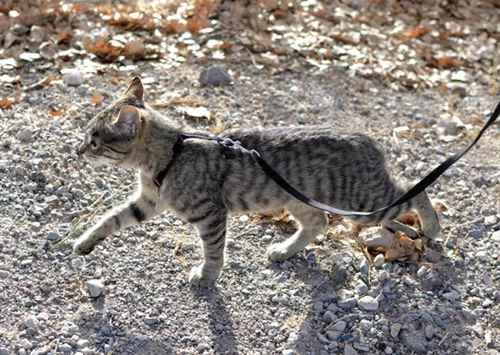 猫一只叫着要出去怎么办？