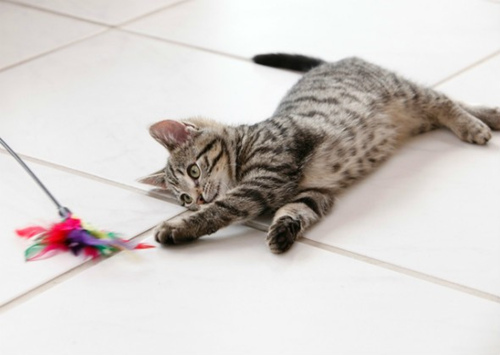 猫咪训练工具有哪些？