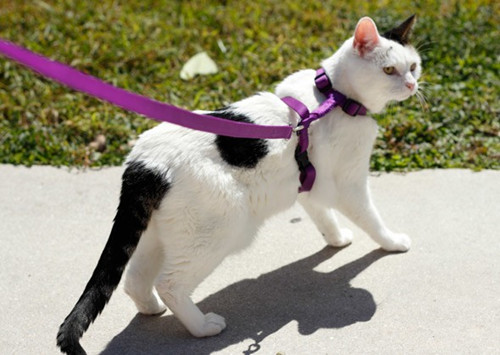 如果狗或猫被车撞了该怎么办？
