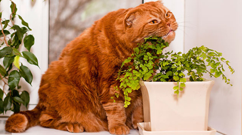 猫吃草吃植物是为什么？