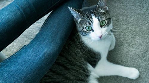 我的猫想惹我生气吗？5种奇怪猫行为的原因