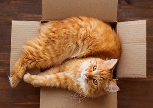 我的猫想惹我生气吗？5种奇怪猫行为的原因