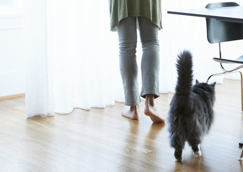 猫一直跟着我走是什么意思？