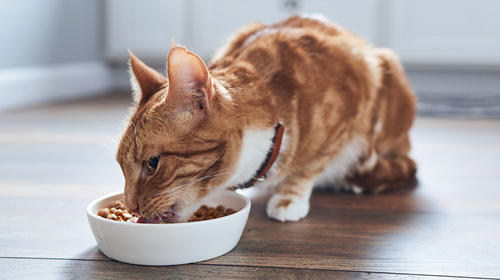 猫的脂肪肝护理需要注意什么？
