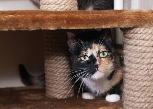 你需要了解的关于猫狗食品玩具的知识