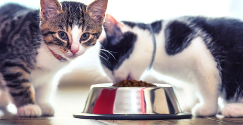 猫狗铅中毒的症状及后果有哪些