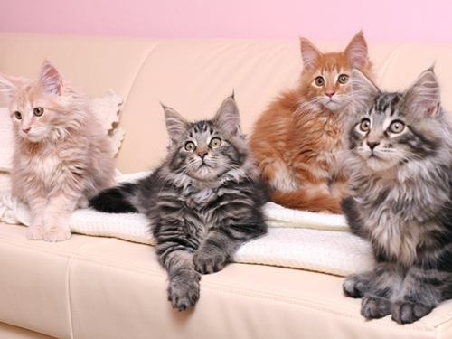 控制猫和狗皮毛的7种方法