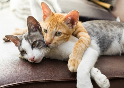 猫咪突然间不使用猫砂盆的原因