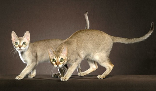新加坡猫的特点是什么？