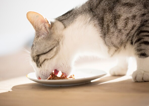 猫咪甲状腺机能亢进症状及治疗方法