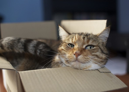 益生菌对狗和猫有效吗？