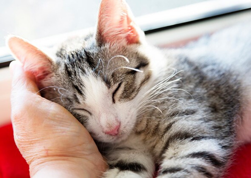 我们应该感谢猫的7个理由