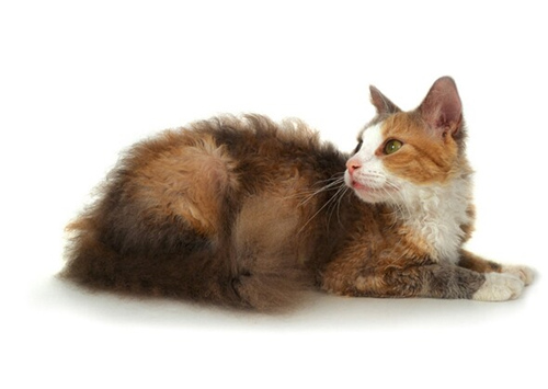 拉邦猫怎么样？拉邦猫的特点是什么？