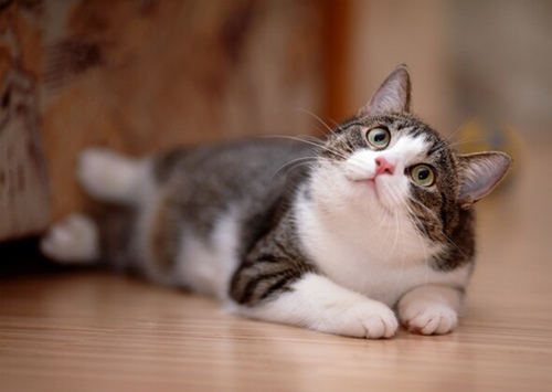 小狗和小猫会得癌症吗？