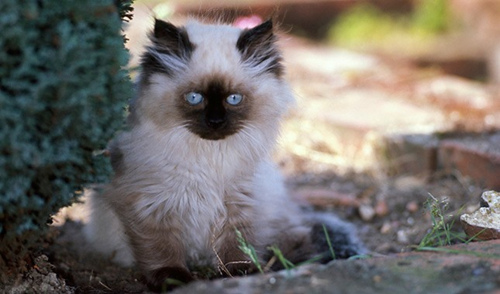 最受人们欢迎的猫咪有哪些？
