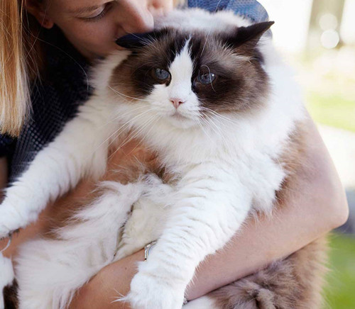 猫能教我们什么是爱