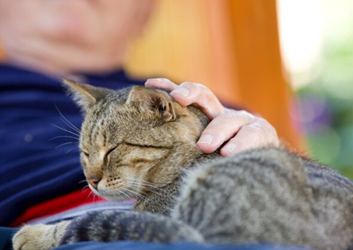 养一只猫需要准备什么东西？