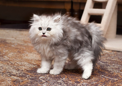 打算收养一只猫？在你做之前该考虑些什么
